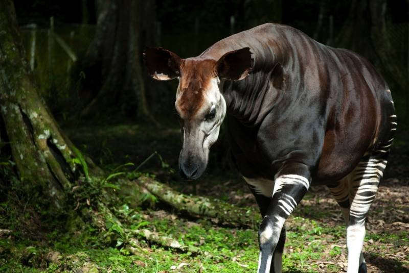 Окапи - описание животного, где обитает, красная книга и интересные факты