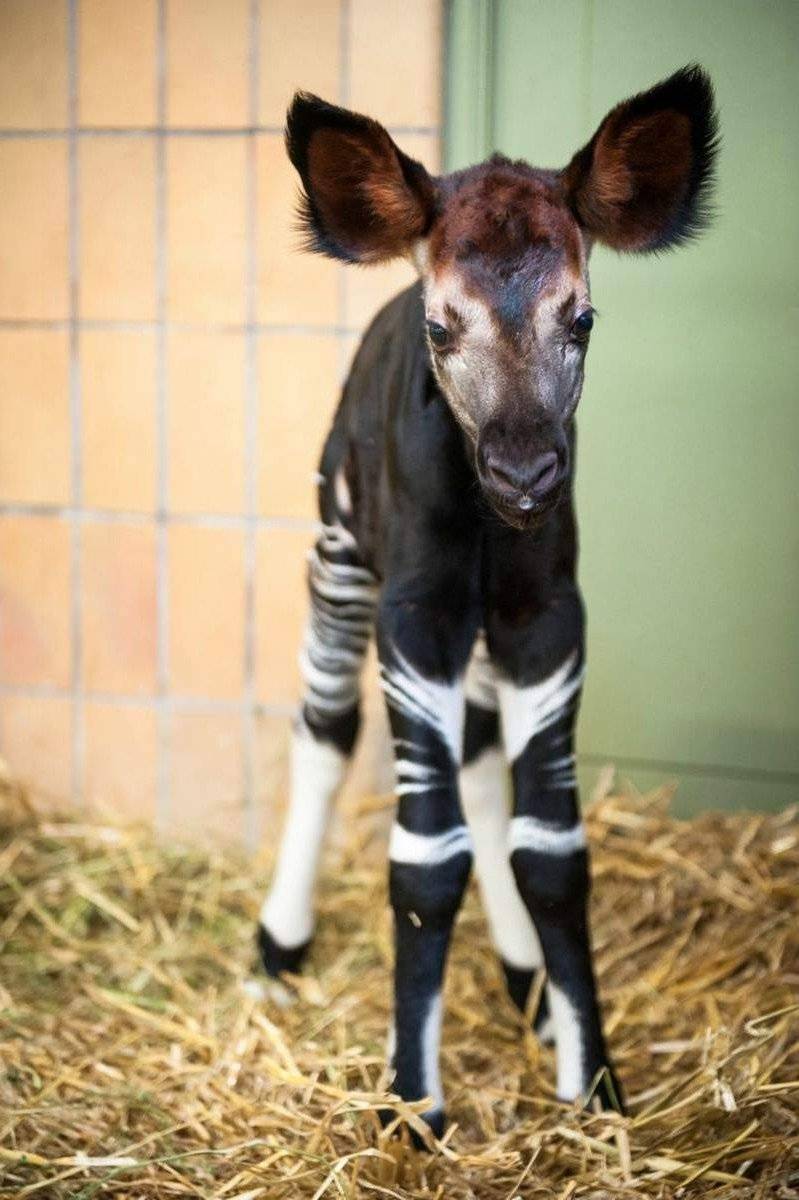 Окапи - описание животного, где обитает, красная книга и интересные факты
