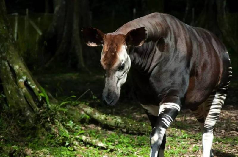 Окапи - описание животного, где обитает, красная книга и интересные факты