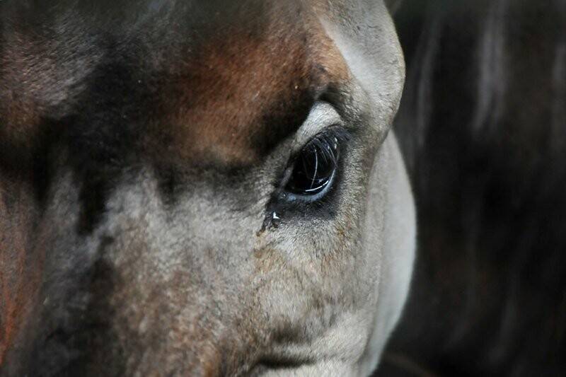 Окапи - описание животного, где обитает, красная книга и интересные факты