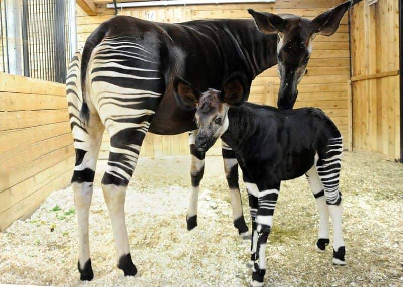 Окапи - описание животного, где обитает, красная книга и интересные факты