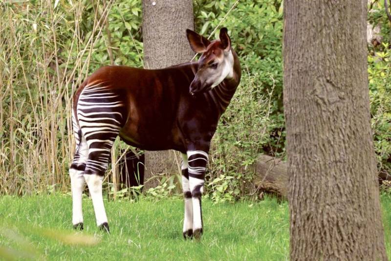 Окапи - описание животного, где обитает, красная книга и интересные факты