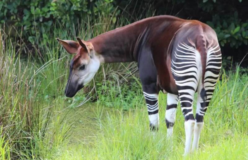Окапи - описание животного, где обитает, красная книга и интересные факты