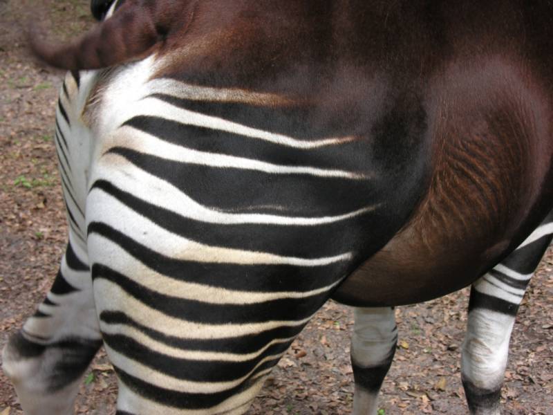 Окапи - описание животного, где обитает, красная книга и интересные факты