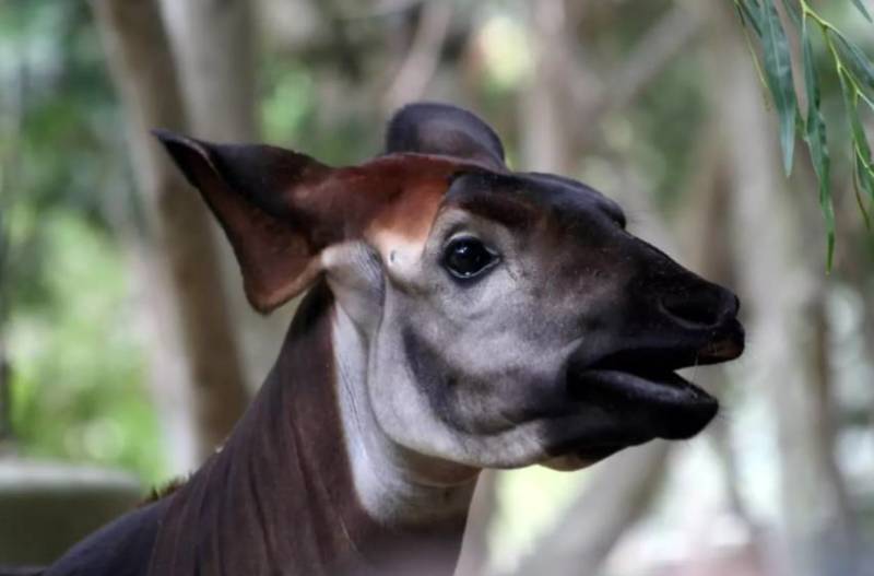 Окапи - описание животного, где обитает, красная книга и интересные факты