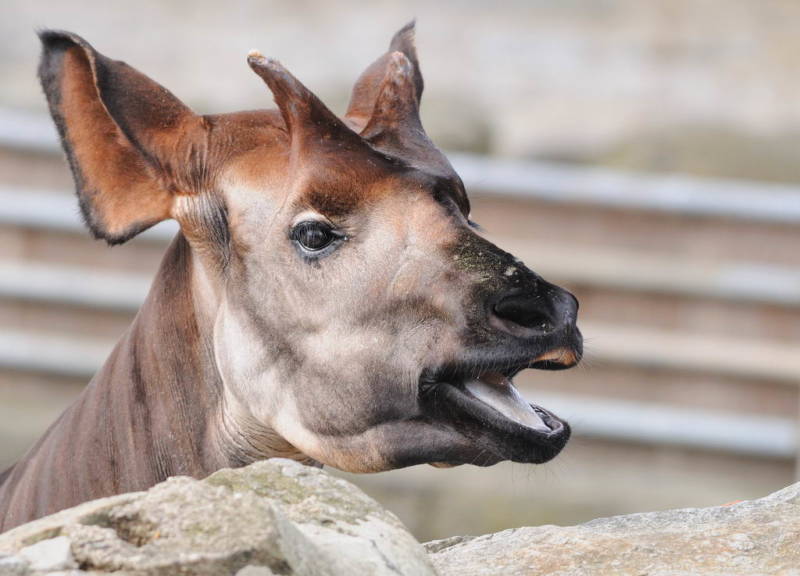 Окапи - описание животного, где обитает, красная книга и интересные факты