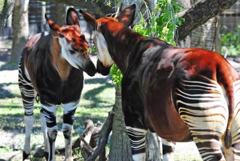 Окапи - описание животного, где обитает, красная книга и интересные факты