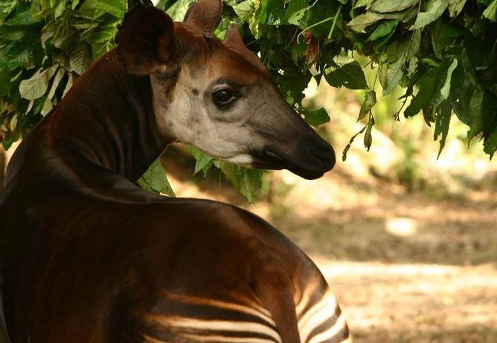 Окапи - описание животного, где обитает, красная книга и интересные факты