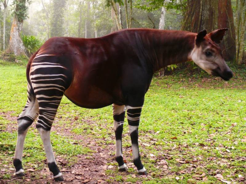 Окапи - описание животного, где обитает, красная книга и интересные факты