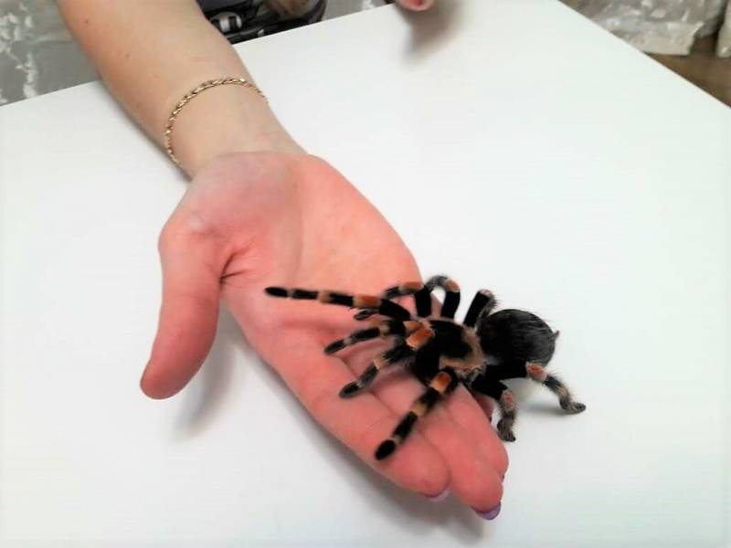 Паук-птицеед в Красной книге: какие тарантулы занесены и почему