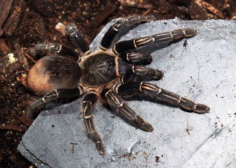 Паук-птицеед в Красной книге: какие тарантулы занесены и почему
