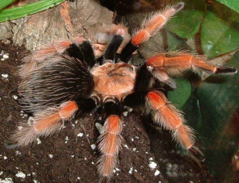 Паук-птицеед в Красной книге: какие тарантулы занесены и почему