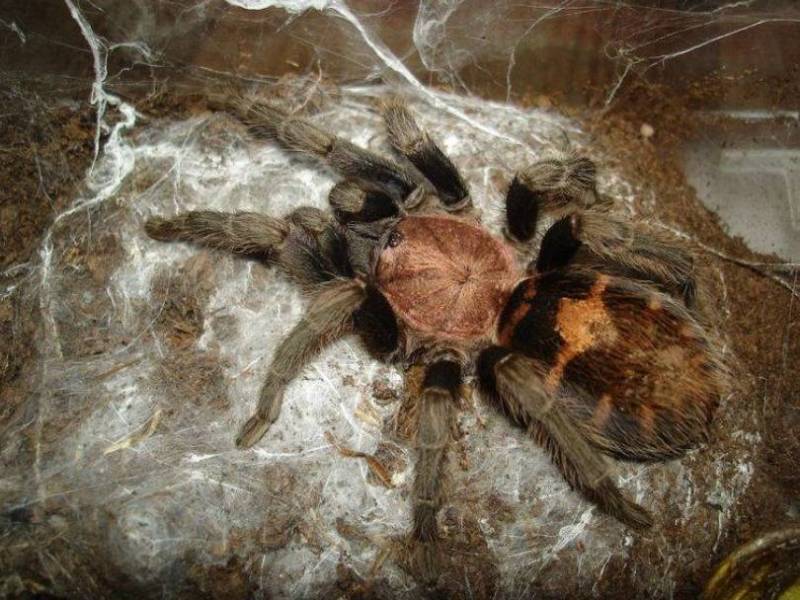 Паук-птицеед в Красной книге: какие тарантулы занесены и почему