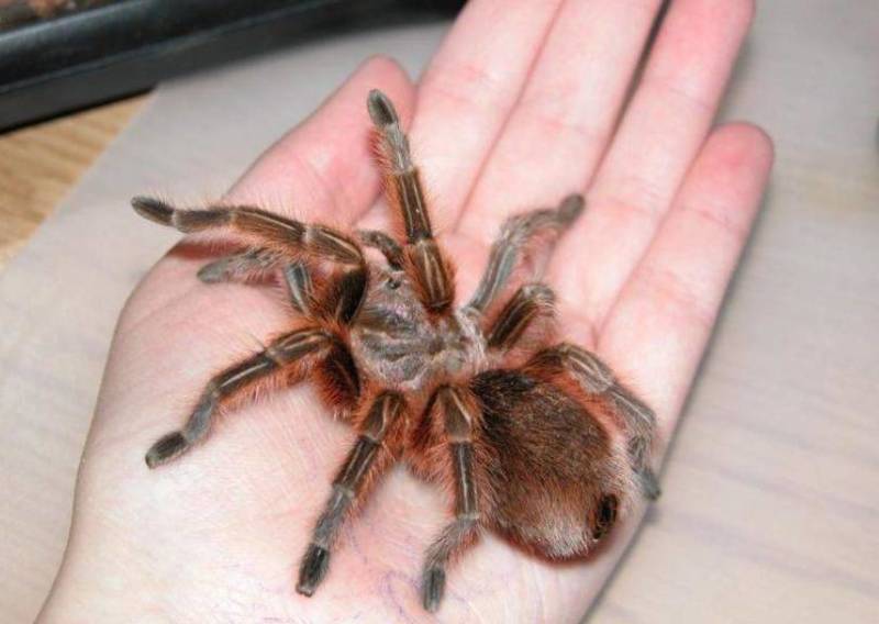 Паук-птицеед в Красной книге: какие тарантулы занесены и почему