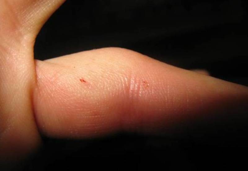 Паук-птицеед в Красной книге: какие тарантулы занесены и почему