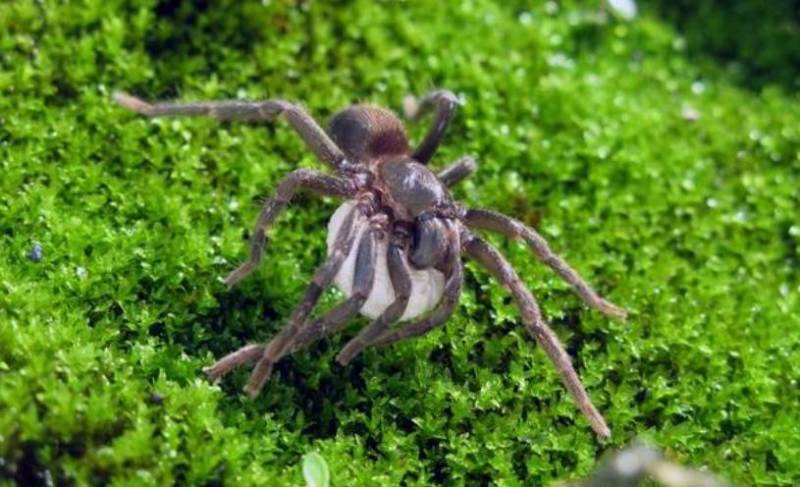 Паук-птицеед в Красной книге: какие тарантулы занесены и почему