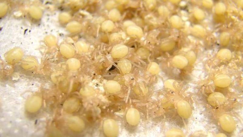 Паук-птицеед в Красной книге: какие тарантулы занесены и почему