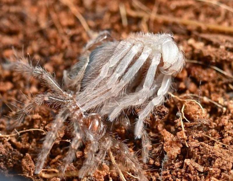 Паук-птицеед в Красной книге: какие тарантулы занесены и почему