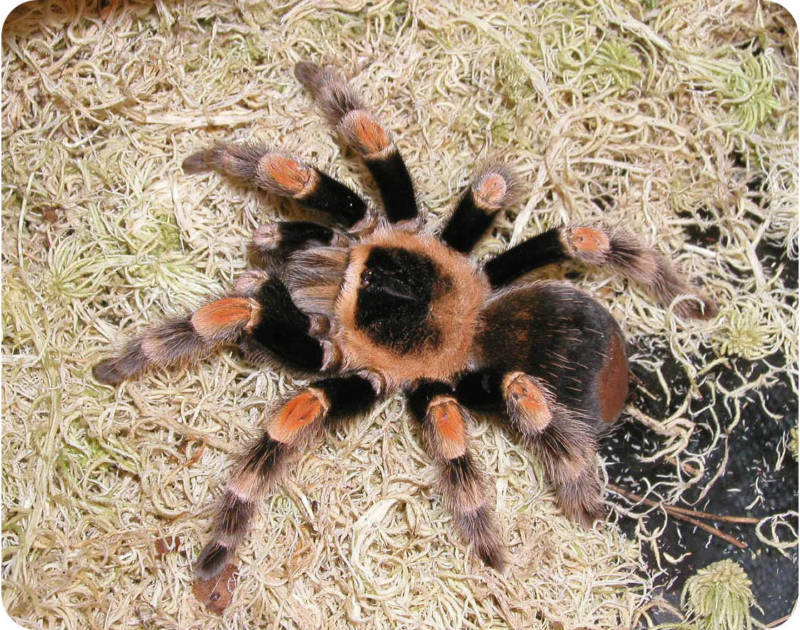 Паук-птицеед в Красной книге: какие тарантулы занесены и почему