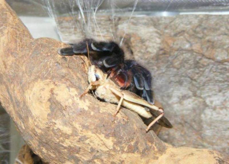 Паук-птицеед в Красной книге: какие тарантулы занесены и почему