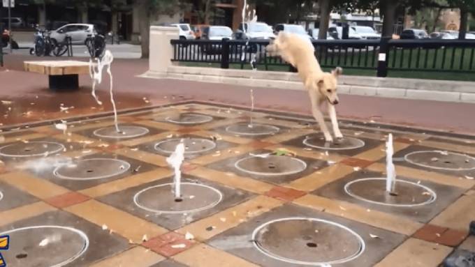 Золотистый ретривер