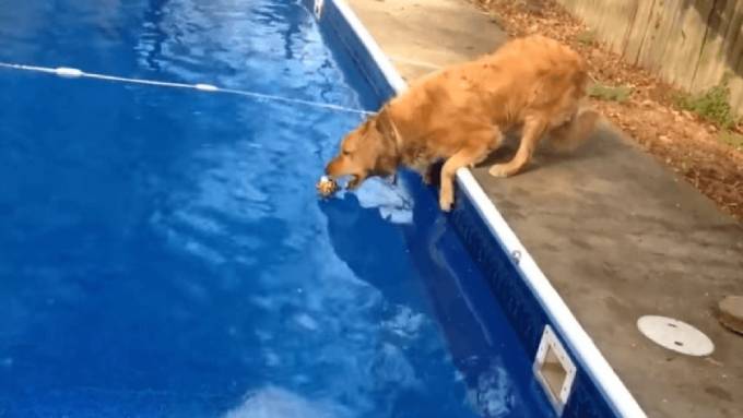 Порода золотистый ретривер: описание