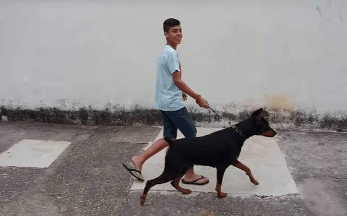 Что делать, если собака тянет поводок на прогулке