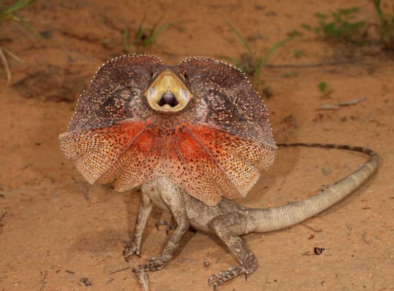 Плащеносная ящерица - описание, где обитает, чем питается, размер, вес