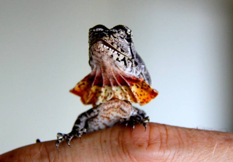 Плащеносная ящерица - описание, где обитает, чем питается, размер, вес