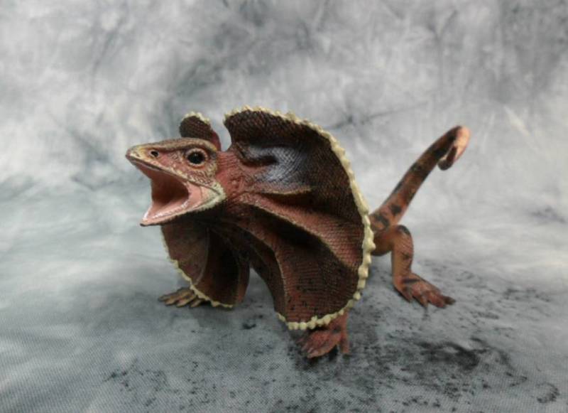 Плащеносная ящерица - описание, где обитает, чем питается, размер, вес