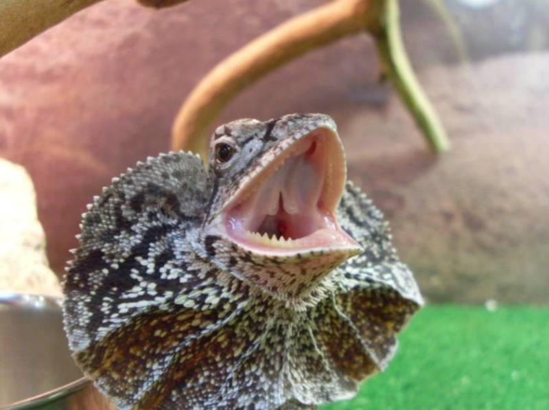 Плащеносная ящерица - описание, где обитает, чем питается, размер, вес