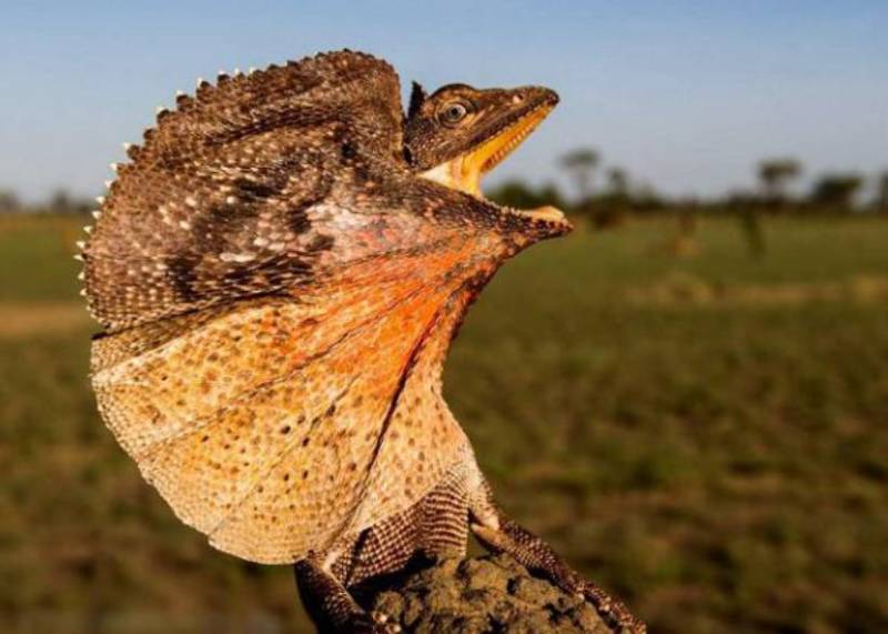 Плащеносная ящерица - описание, где обитает, чем питается, размер, вес