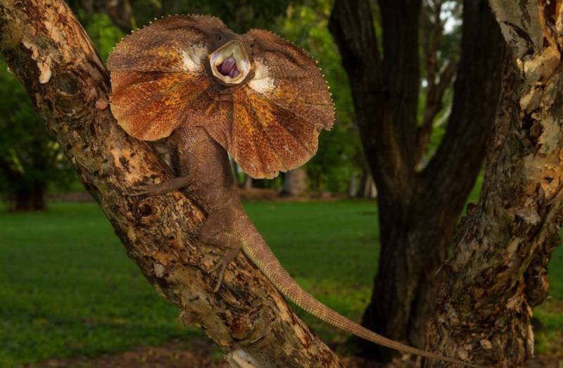 Плащеносная ящерица - описание, где обитает, чем питается, размер, вес