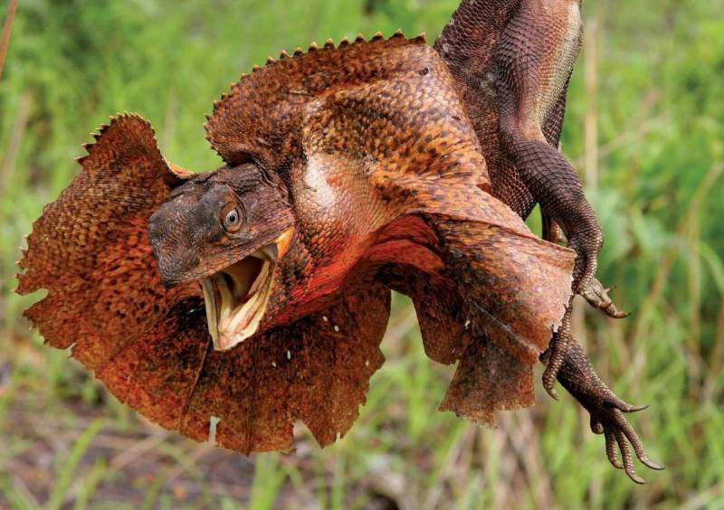 Плащеносная ящерица - описание, где обитает, чем питается, размер, вес