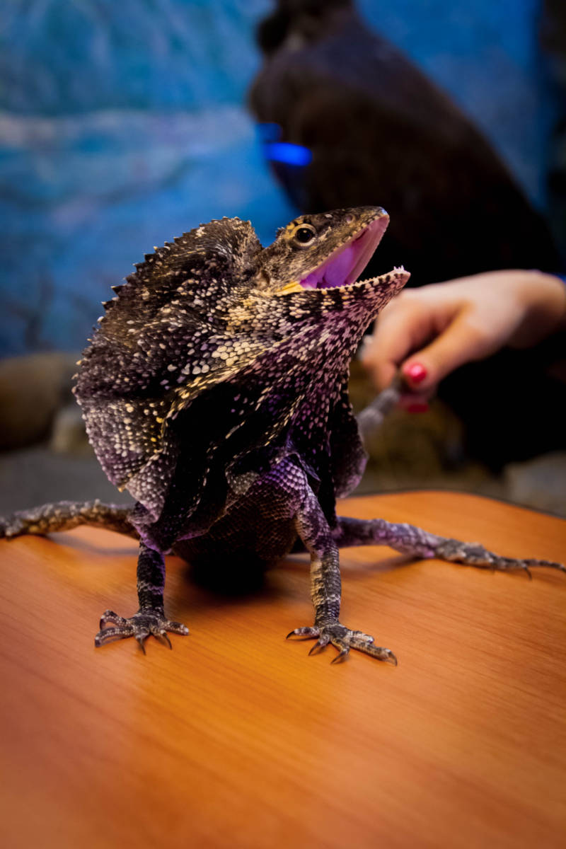 Плащеносная ящерица - описание, где обитает, чем питается, размер, вес