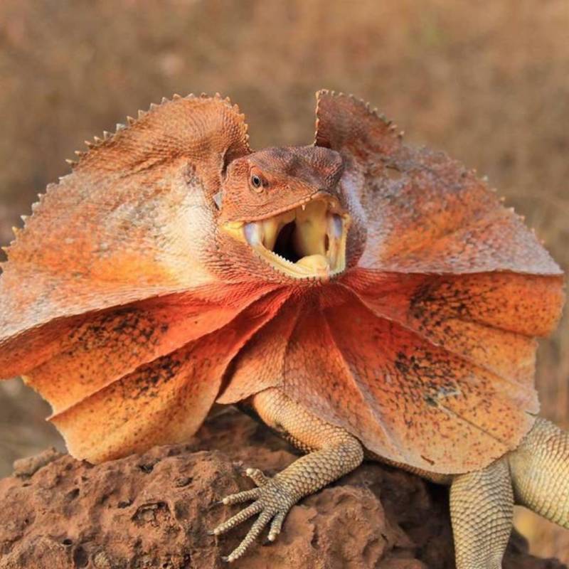 Плащеносная ящерица - описание, где обитает, чем питается, размер, вес