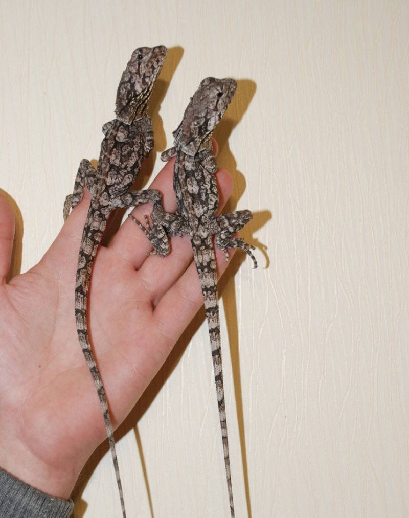 Плащеносная ящерица - описание, где обитает, чем питается, размер, вес