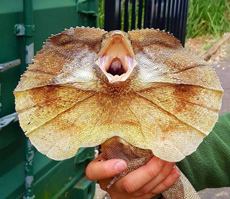 Плащеносная ящерица - описание, где обитает, чем питается, размер, вес