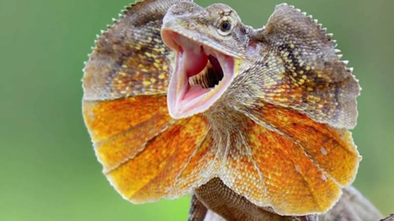 Плащеносная ящерица - описание, где обитает, чем питается, размер, вес