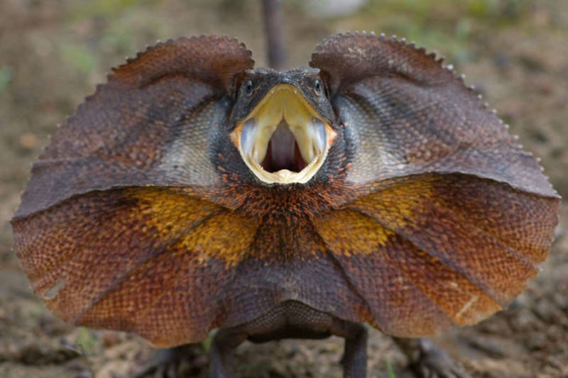 Плащеносная ящерица - описание, где обитает, чем питается, размер, вес