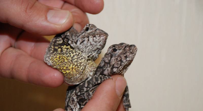 Плащеносная ящерица - описание, где обитает, чем питается, размер, вес