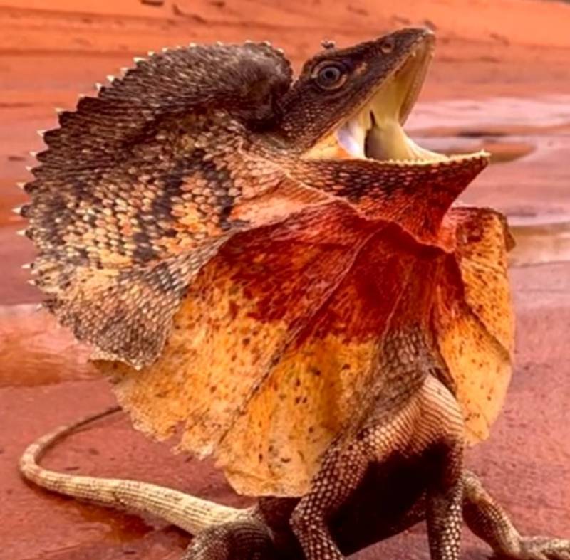 Плащеносная ящерица - описание, где обитает, чем питается, размер, вес