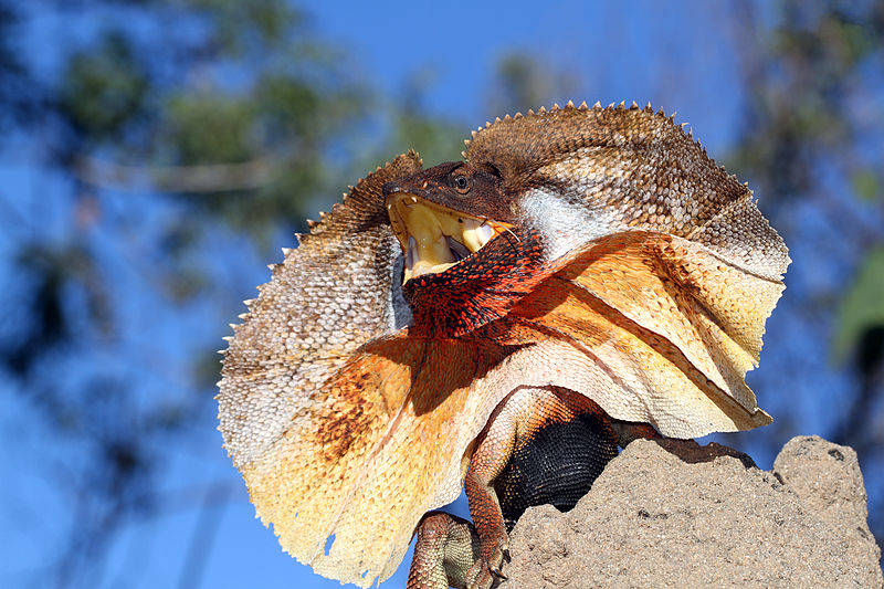 Плащеносная ящерица - описание, где обитает, чем питается, размер, вес