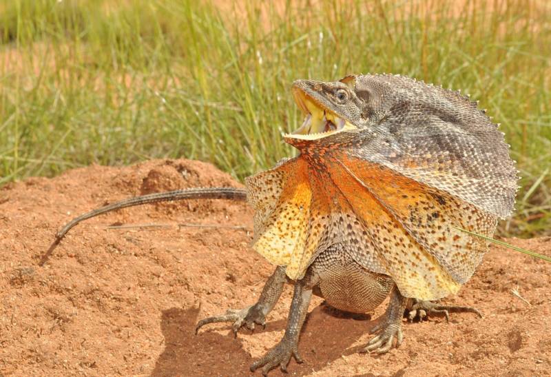 Плащеносная ящерица - описание, где обитает, чем питается, размер, вес