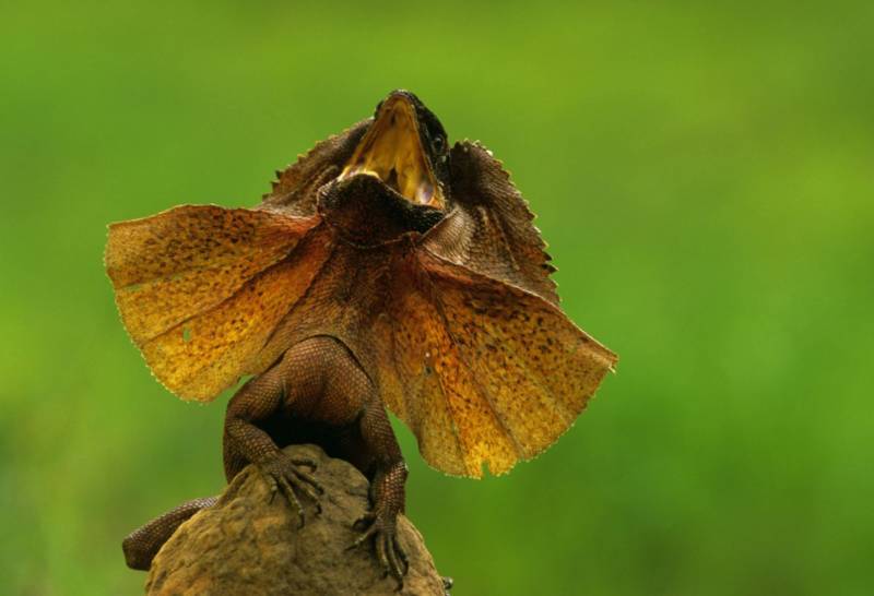 Плащеносная ящерица - описание, где обитает, чем питается, размер, вес