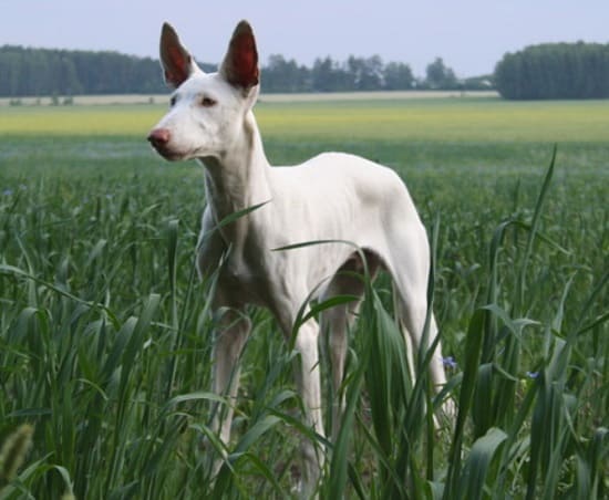 Podenco Ibicenco гладкое пальто Podenco Ibicenco гладкое пальто