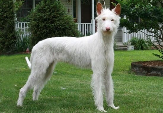 Поденко Ибиценко проволочные волосы Поденко Ибиценко Жесткошерстный