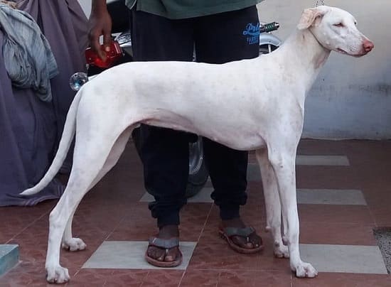 Раджапалаям