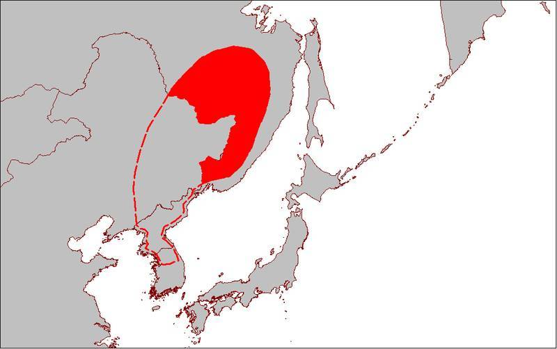 Дровосек реликтовый из Красной книги - фото и описание жука, как выглядит, где обитает, чем питается