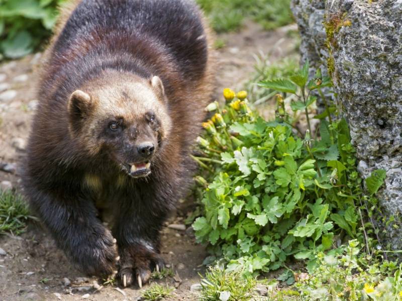 Обыкновенная белка - описание, характеристики, питание, виды